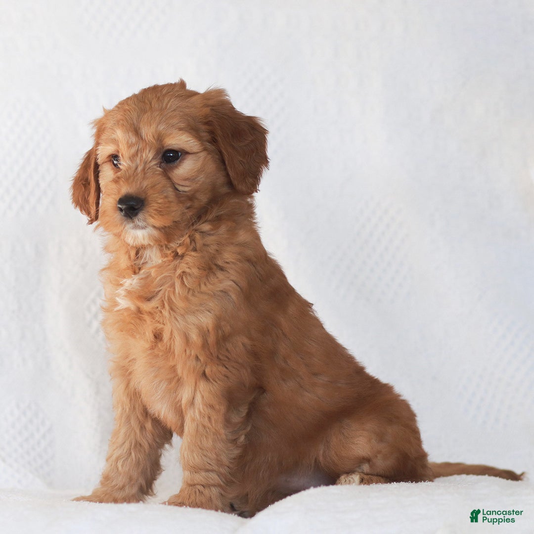 Mini Goldendoodle dogs for sale: Ruby - Ad 2