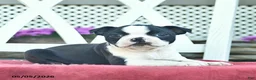Boston Terrier dogs for sale: Pandora - Ad 2