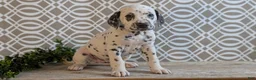 Dalmatian dogs for sale: Niles - Ad 3