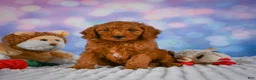 Mini Goldendoodle dogs for sale: Ivy - Ad 2