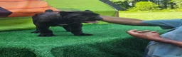 Cane Corso dogs for sale: SKY - Ad 10