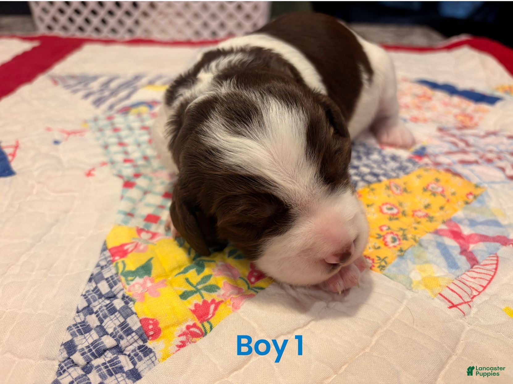Brittany Spaniel dogs Brittany Spaniel 1 - Ad 5