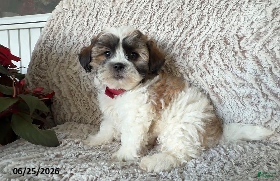 Teddy Bear dogs Owen - Ad 1