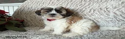 Teddy Bear dogs for sale: Owen - Ad 1