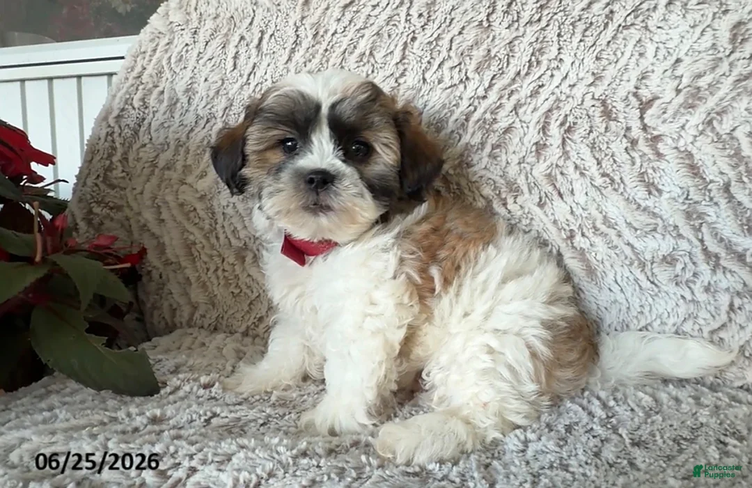 Teddy Bear dogs for sale: Owen - Ad 1