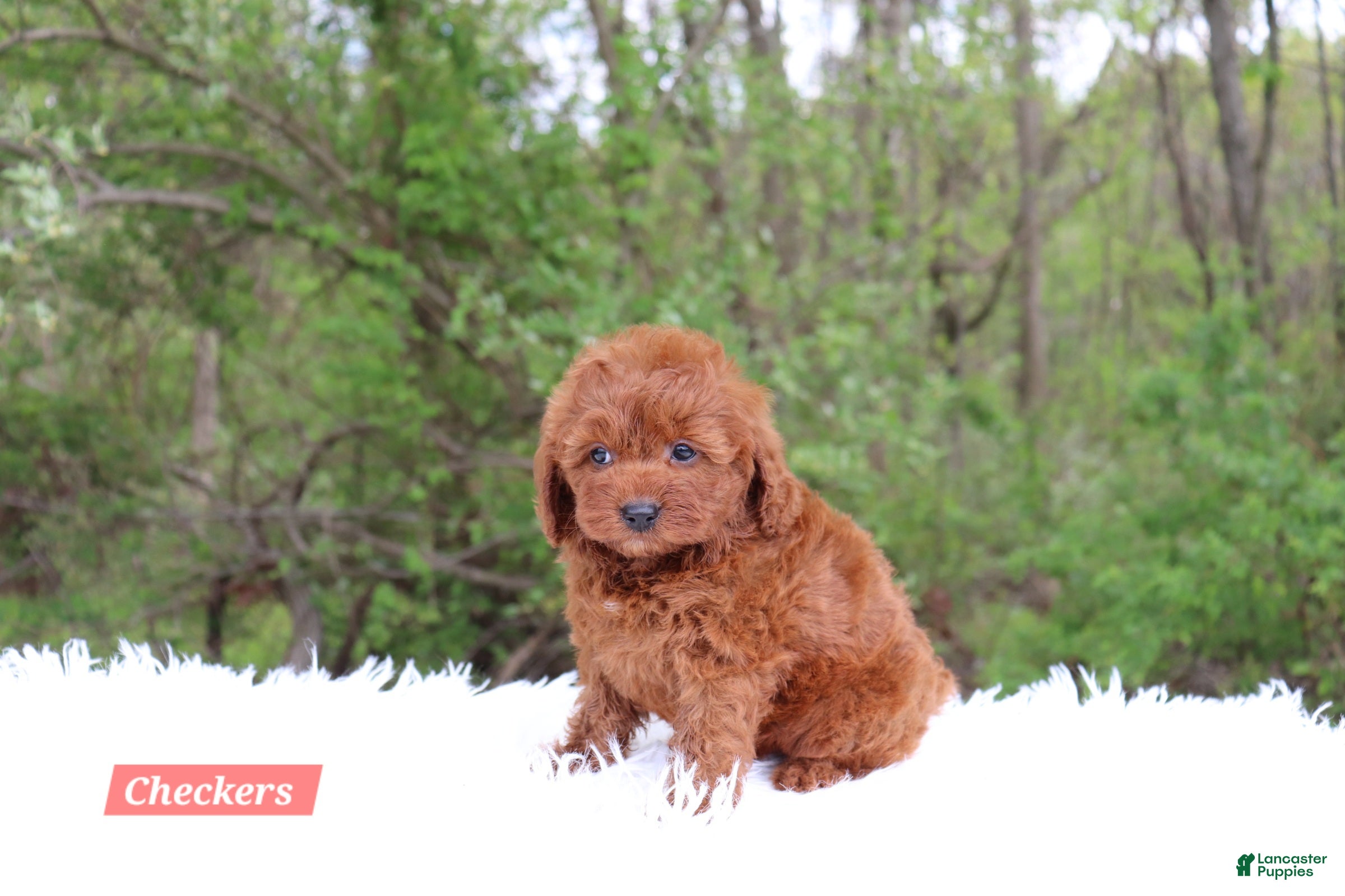 Cavapoo dogs for sale: Checkers  - Ad 2