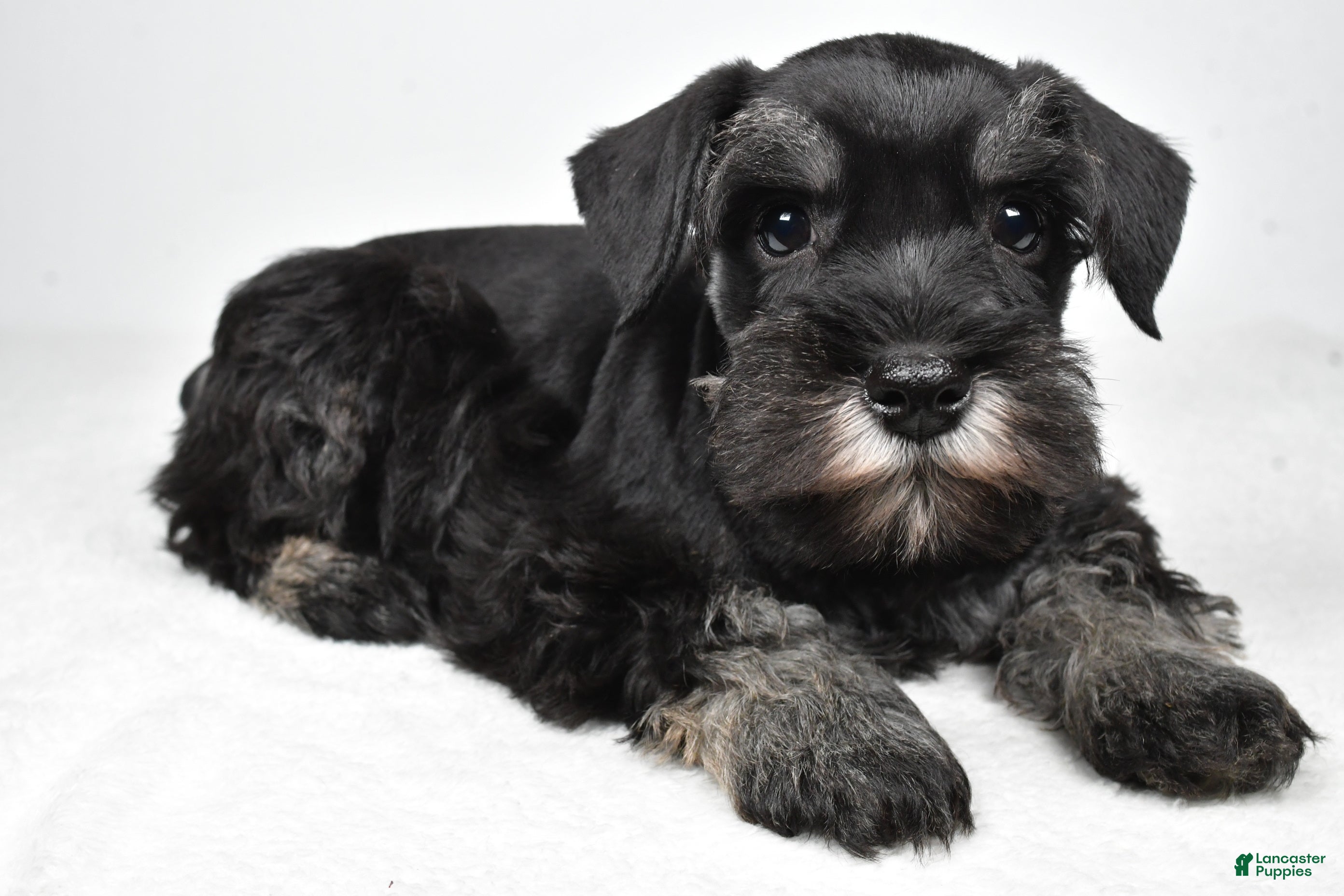Miniature Schnauzer dogs Joey - Ad 1