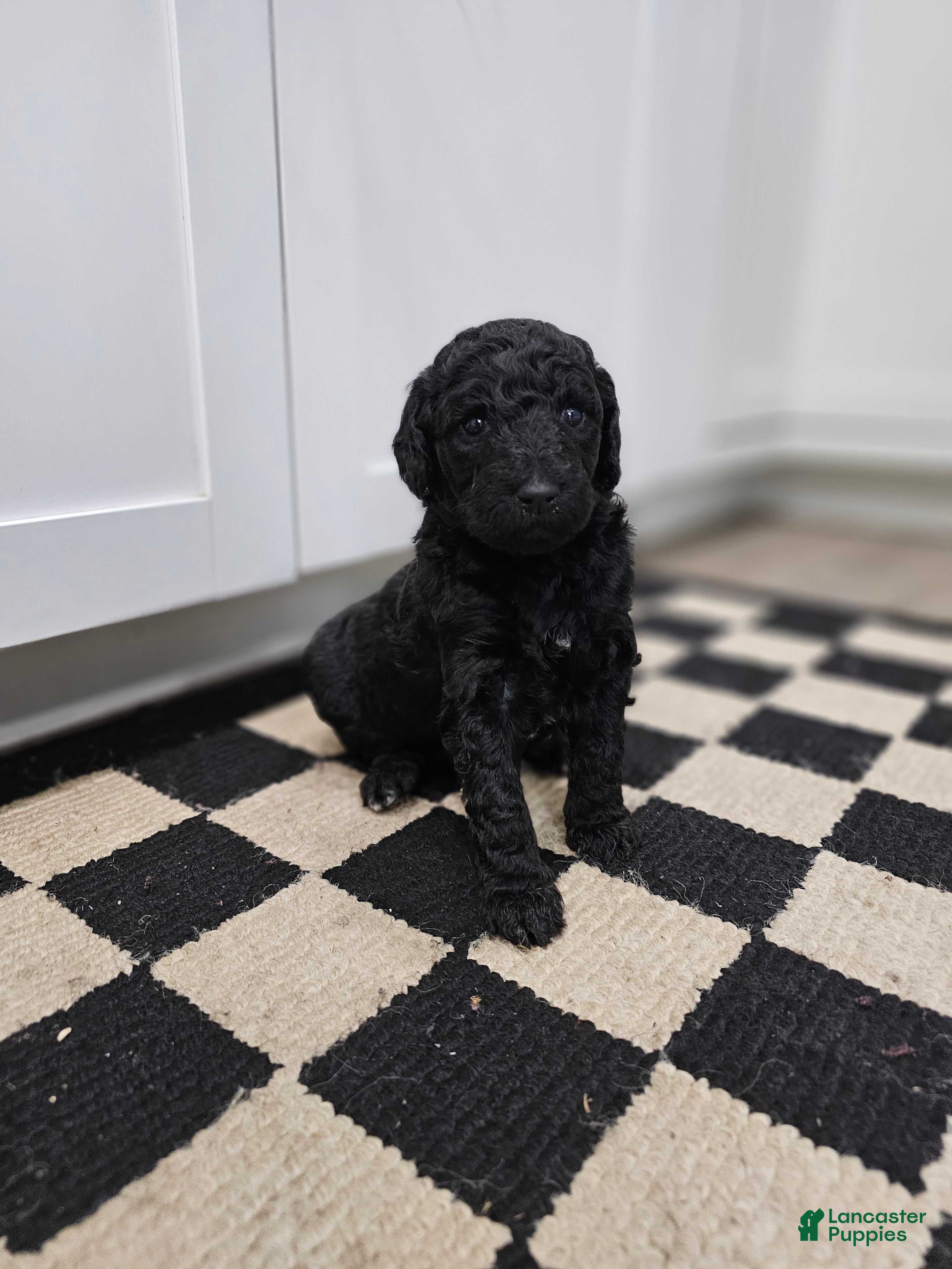 Standard Poodle dogs Ember - Ad 13