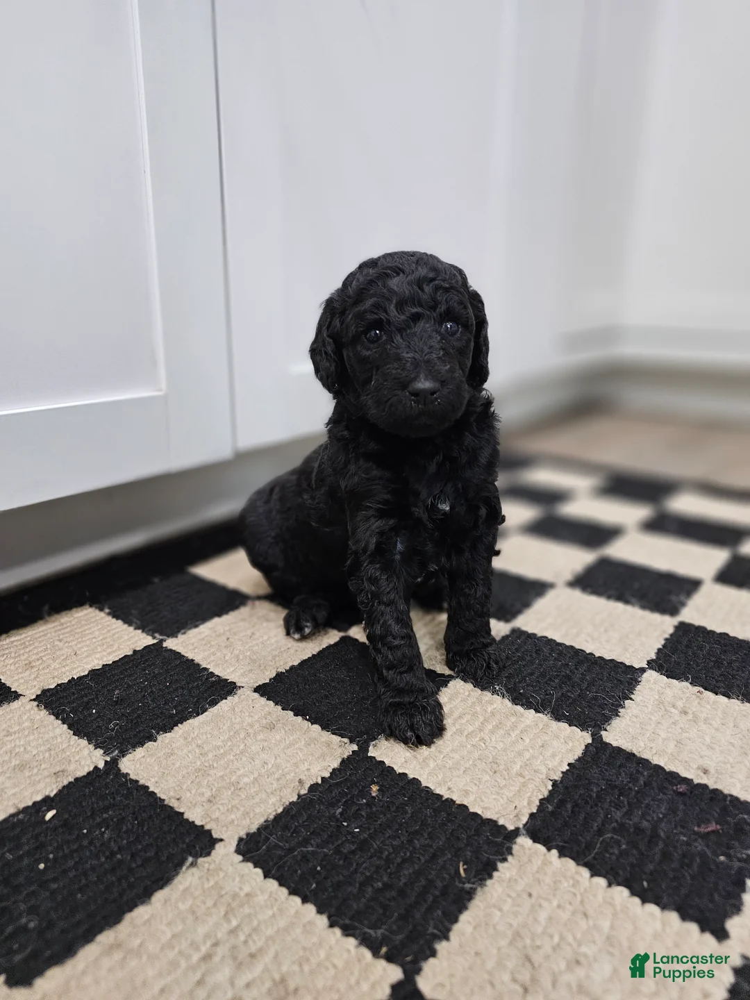 Standard Poodle dogs for sale: Ember - Ad 1