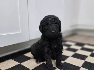 Standard Poodle dogs Ember - Ad 13