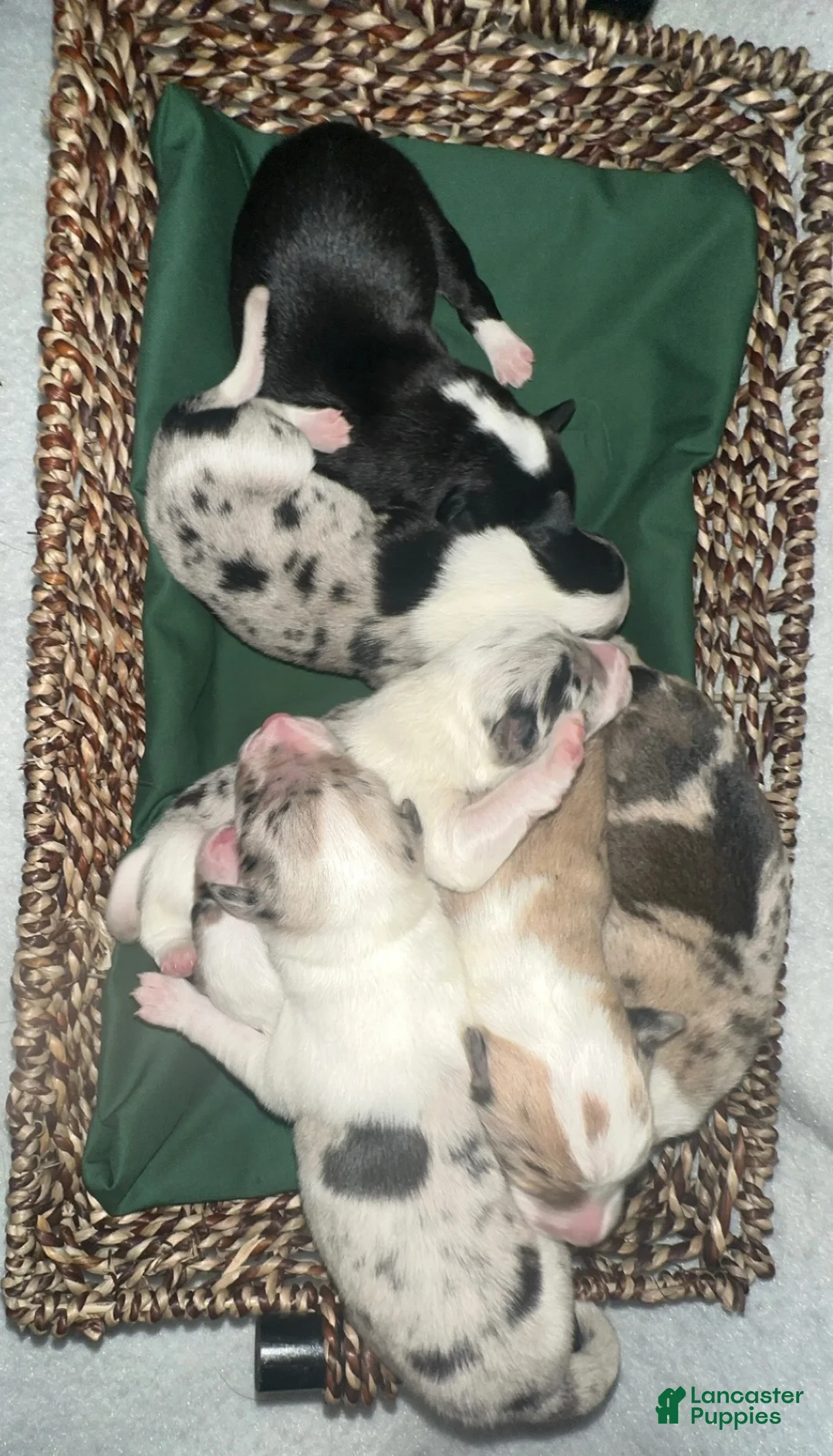 Border Collie dogs for sale: Sage - Ad 12