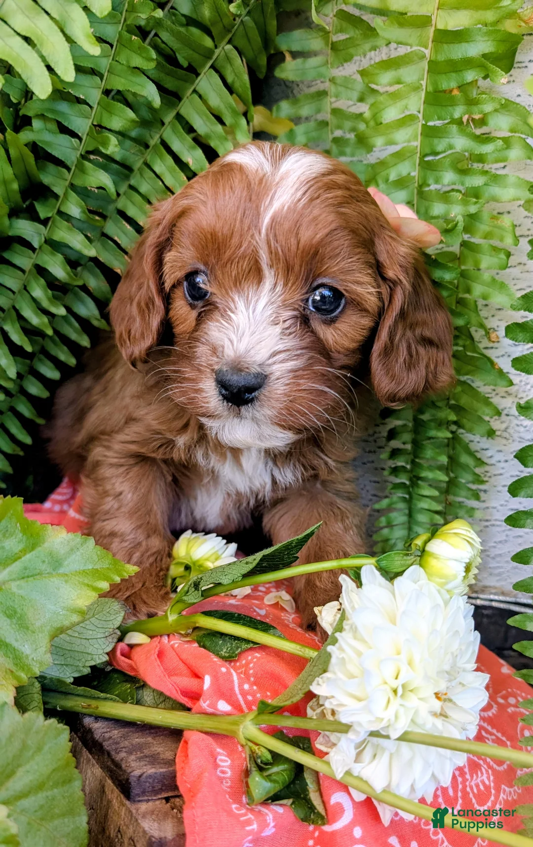 Cavapoo dogs for sale: SKYE - Ad 1