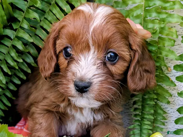 Cavapoo dogs for sale: SKYE - Ad 1
