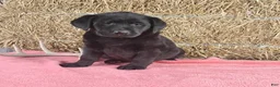 Labrador Retriever dogs for sale: Stacey - Ad 3