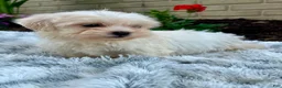 Teddy Bear dogs for sale: Cammi - Ad 6