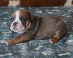 English Bulldog dogs ASHER - Ad 2