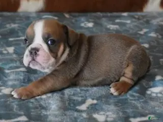 English Bulldog dogs ASHER - Ad 2