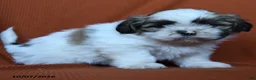 Shih Tzu dogs for sale: Flynn - Ad 3