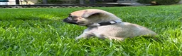 Pug dogs for sale: Bella - Ad 7