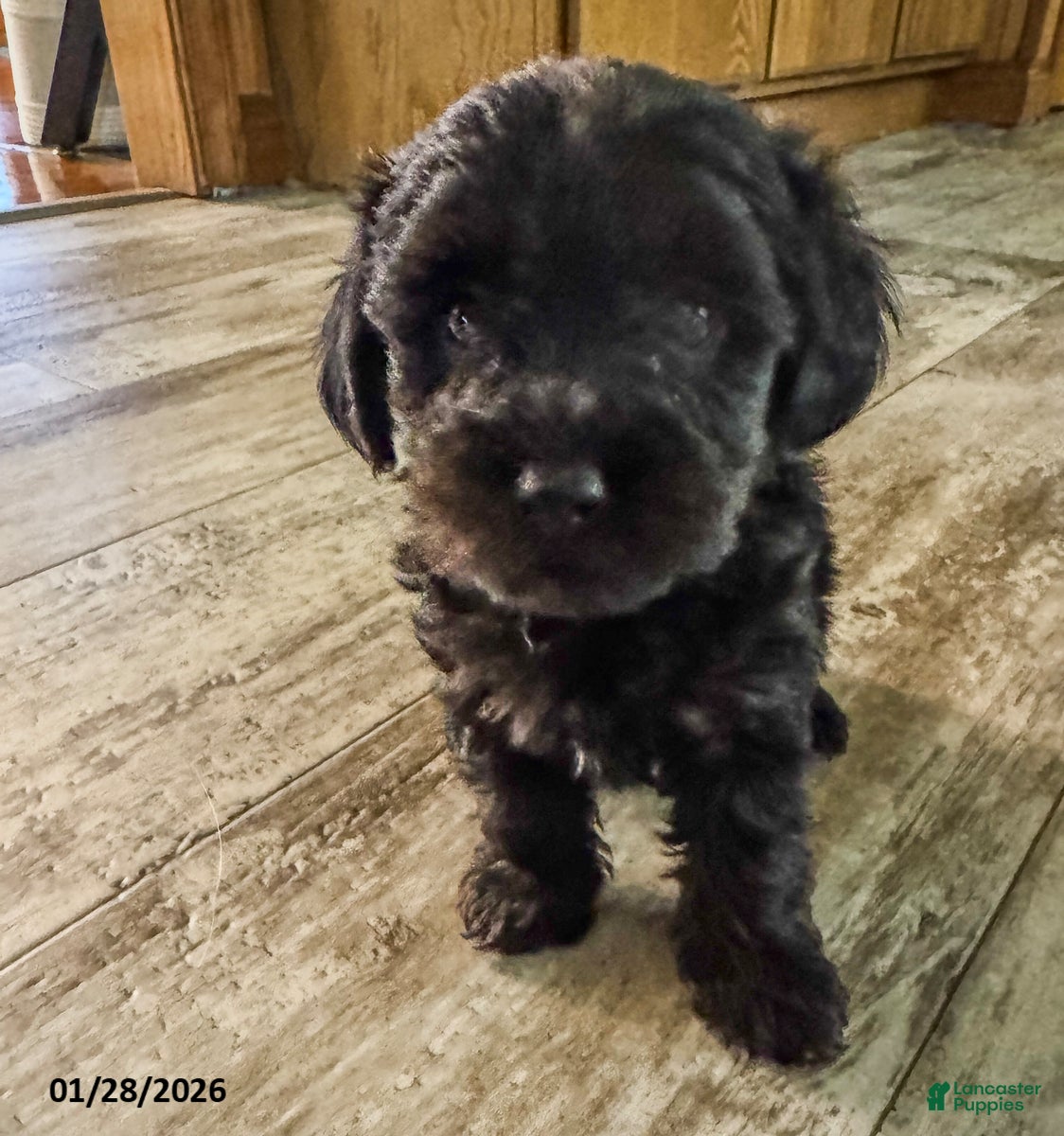 Yorkiepoo dogs Snoopy - Ad 1