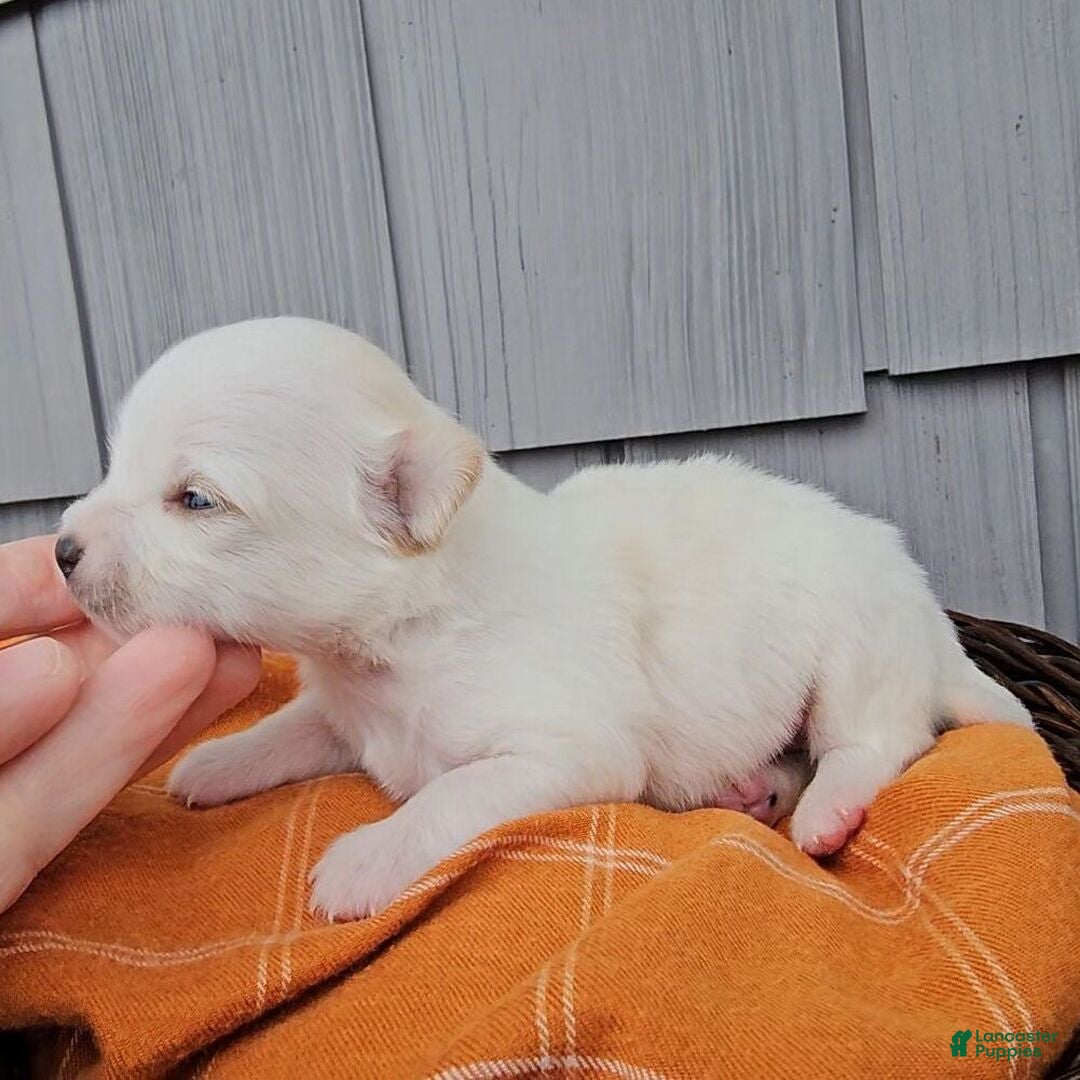 Chihuahua dogs for sale: Chihuahua 1 - Ad 21