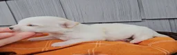 Chihuahua dogs for sale: Chihuahua 1 - Ad 1