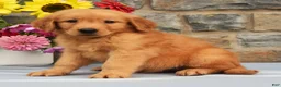 Golden Retriever dogs for sale: Sailor - Ad 3