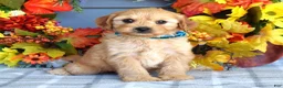 Cavapoo dogs for sale: Hudson - Ad 7