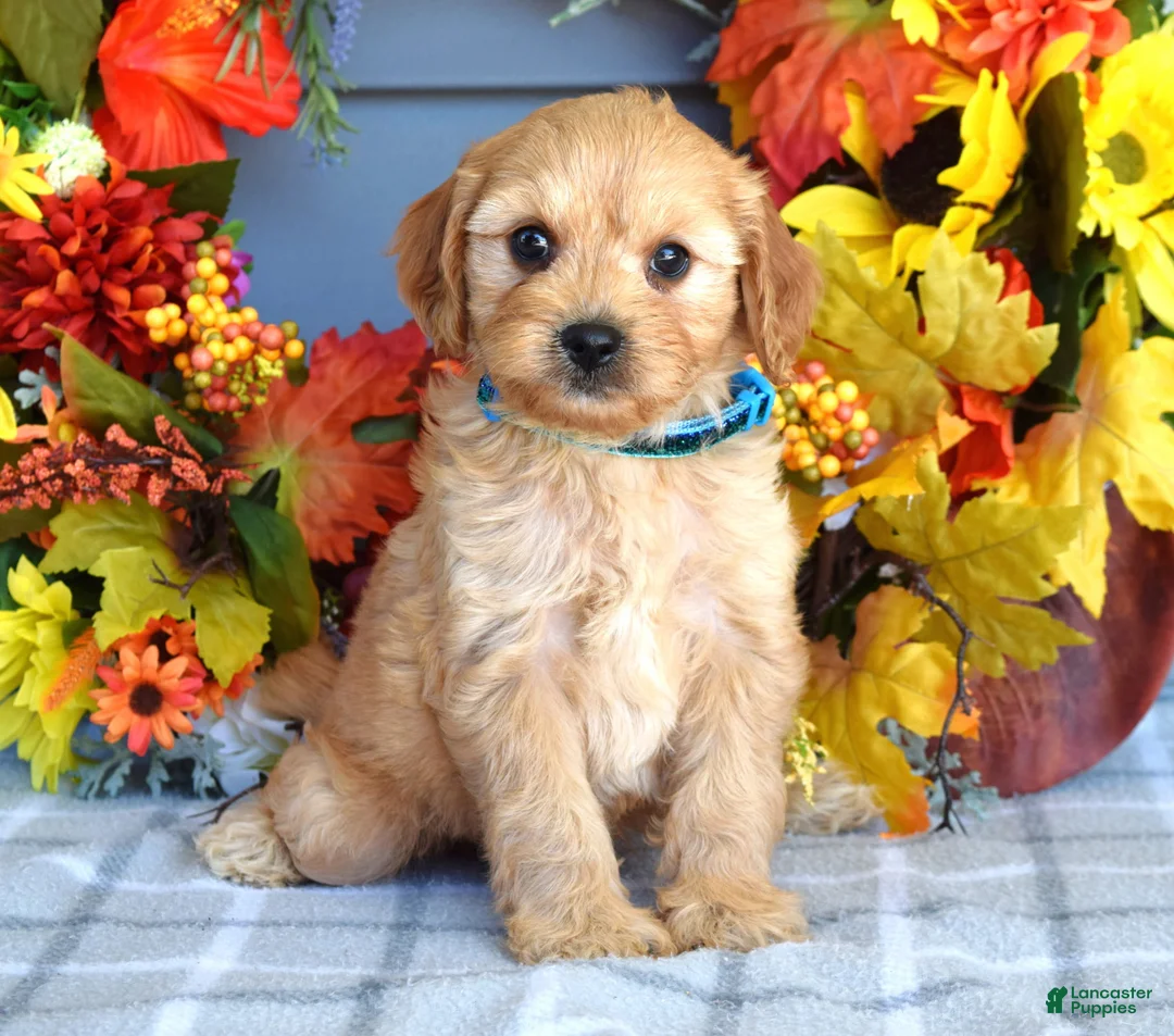 Cavapoo dogs for sale: Hudson - Ad 7
