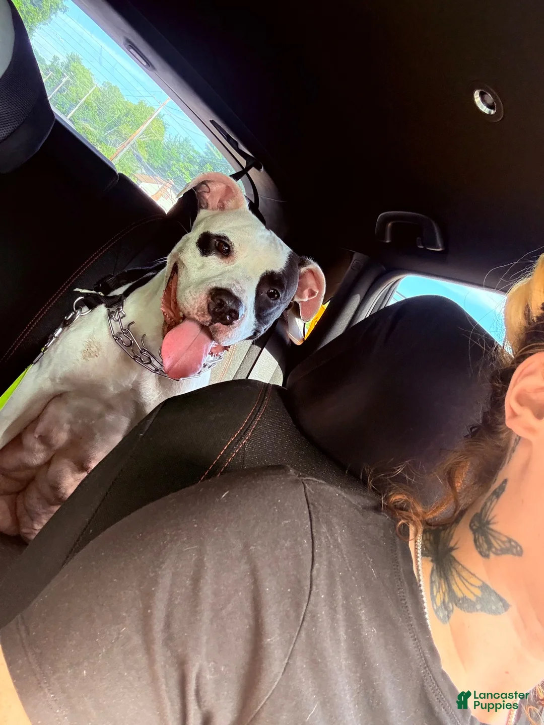 American Pit Bull Terrier dogs for sale: American Pit Bull Terrier 5 - Ad 2