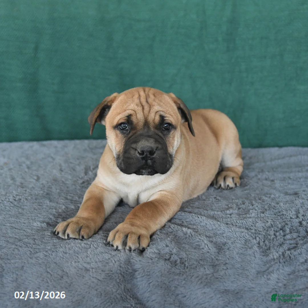 South African Boerboels dogs for sale: Ava  - Ad 4