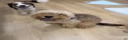 Mixed Breed dogs for sale: Mesa Corgi Mixed Small Breed Puppy  - Ad 7