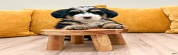 Mini Bernedoodle dogs for sale: Finn - Ad 5