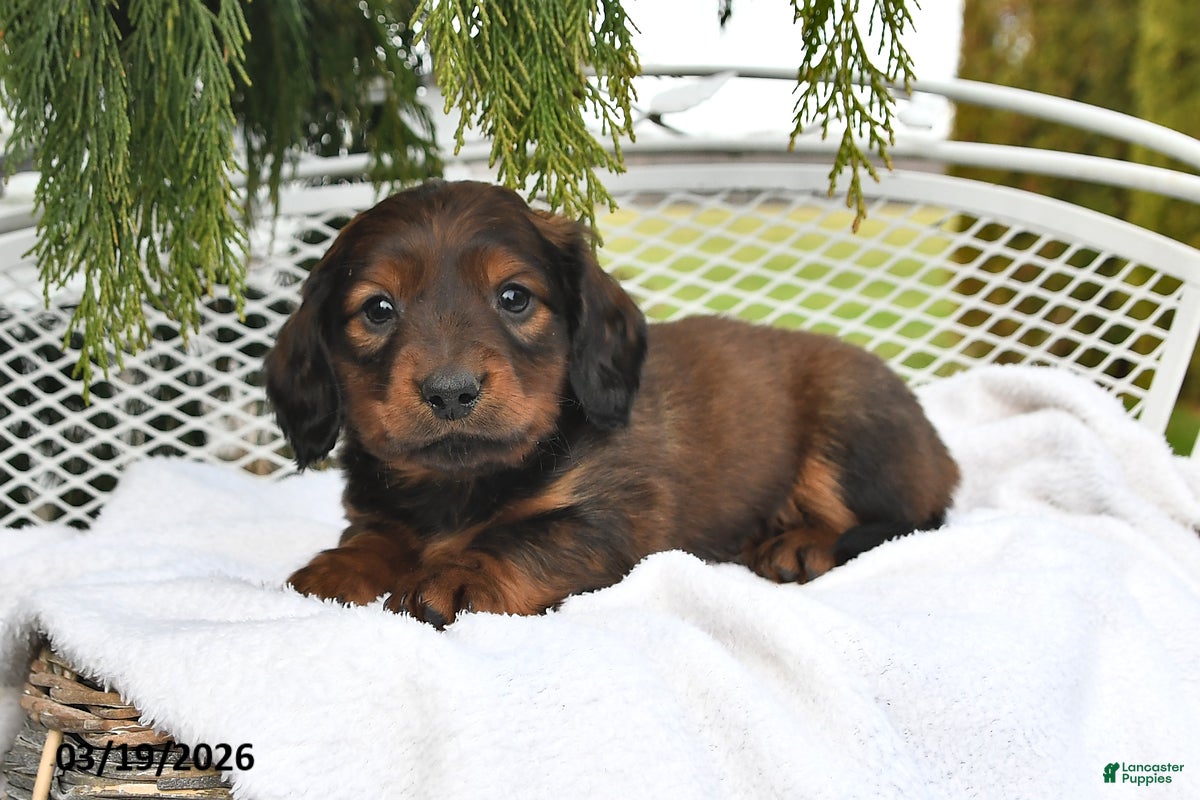 Miniature Dachshund dogs Spencer - Ad 2