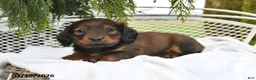 Miniature Dachshund dogs for sale: Spencer - Ad 2