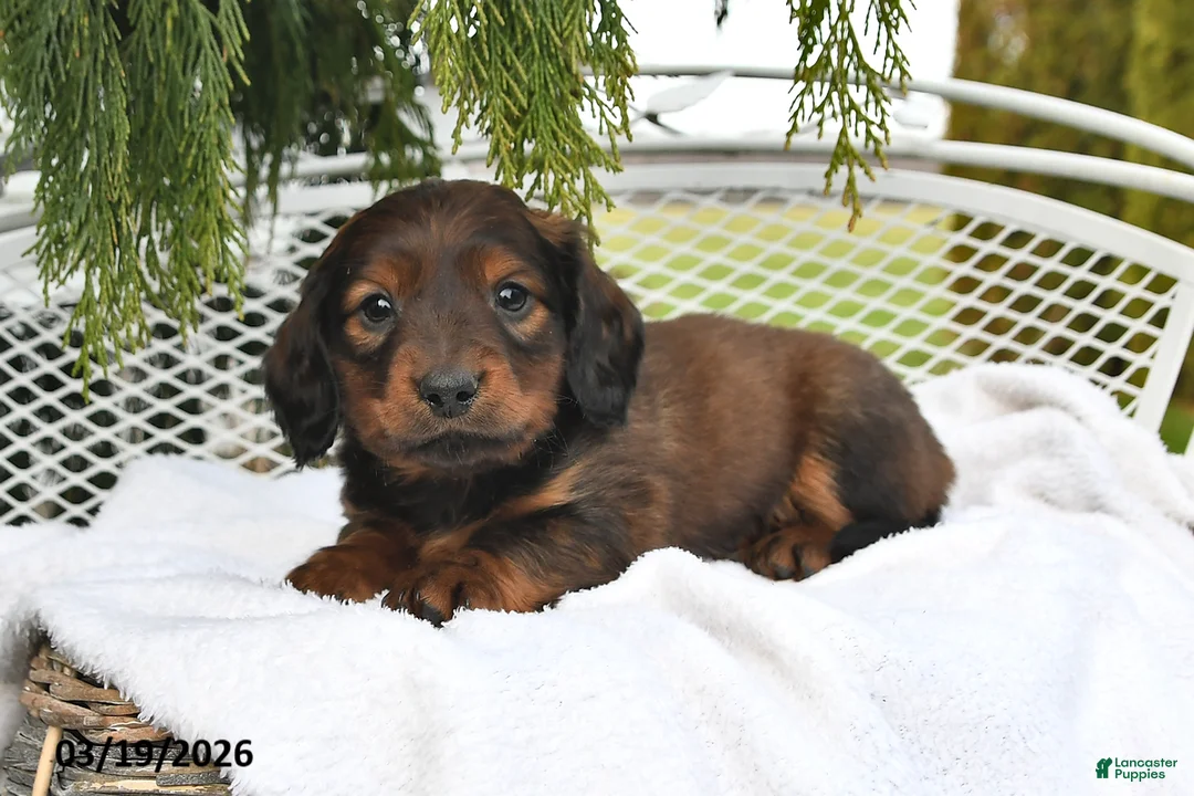 Miniature Dachshund dogs for sale: Spencer - Ad 2