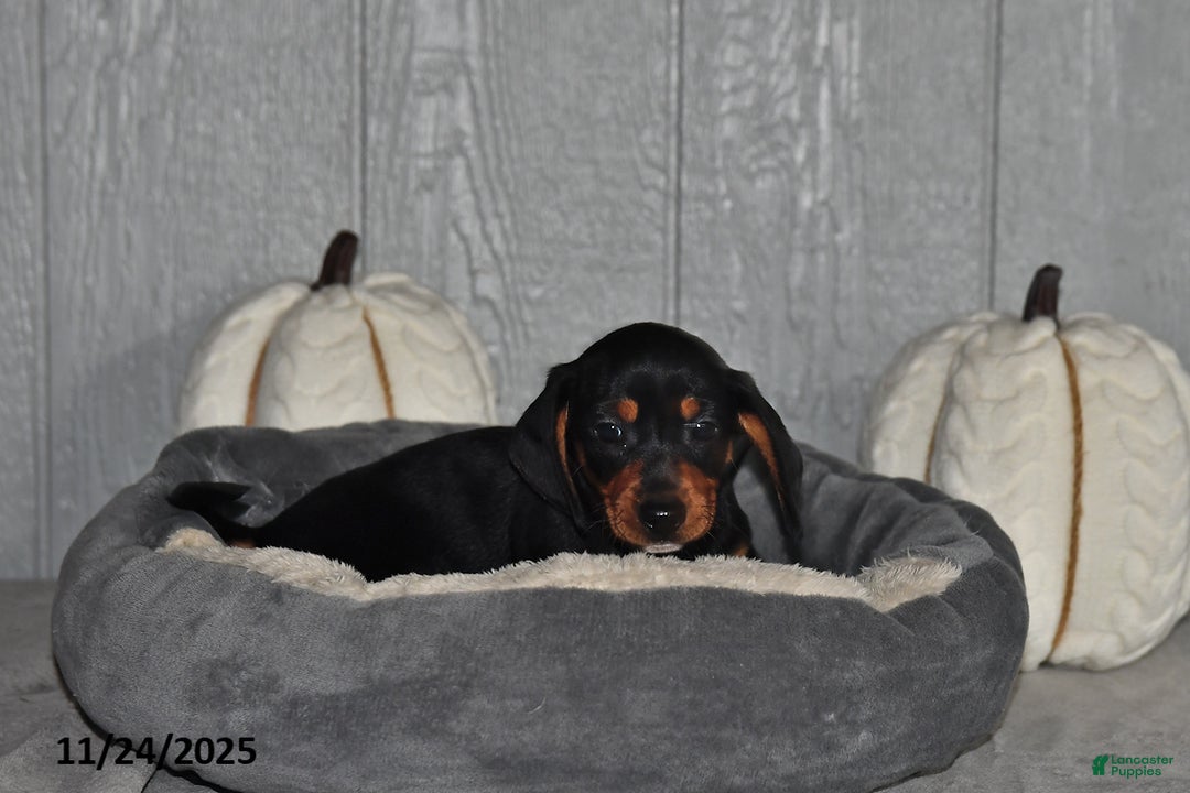 Miniature Dachshund dogs for sale: Cody - Ad 3