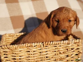 Golden Retriever dogs May - AKC, Genetically Clear - Ad 9