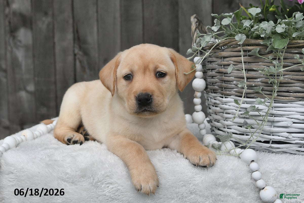 Labrador Retriever dogs Rael - Ad 1