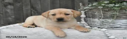 Labrador Retriever dogs for sale: Rael - Ad 1