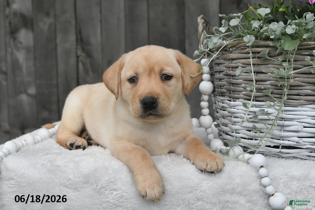 Labrador Retriever dogs for sale: Rael - Ad 1