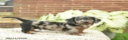Miniature Dachshund dogs for sale: Charlie  - Ad 3