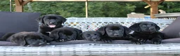 Labrador Retriever dogs for sale: Violet - Ad 6