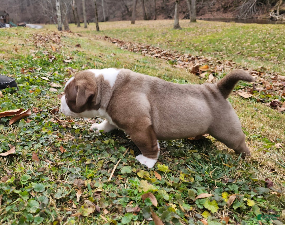 American Bully dogs for sale: American Bully Puppy 1 - Ad 7