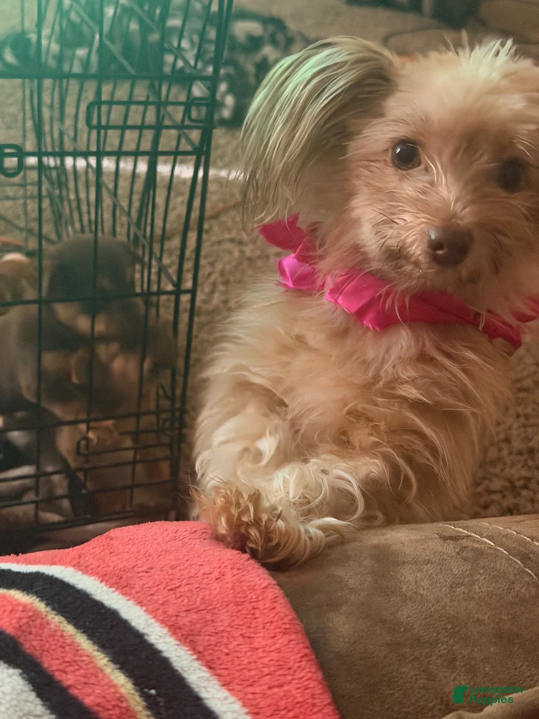Mixed Breed dogs for sale: Chihuahua/Pomapoo - Ad 2