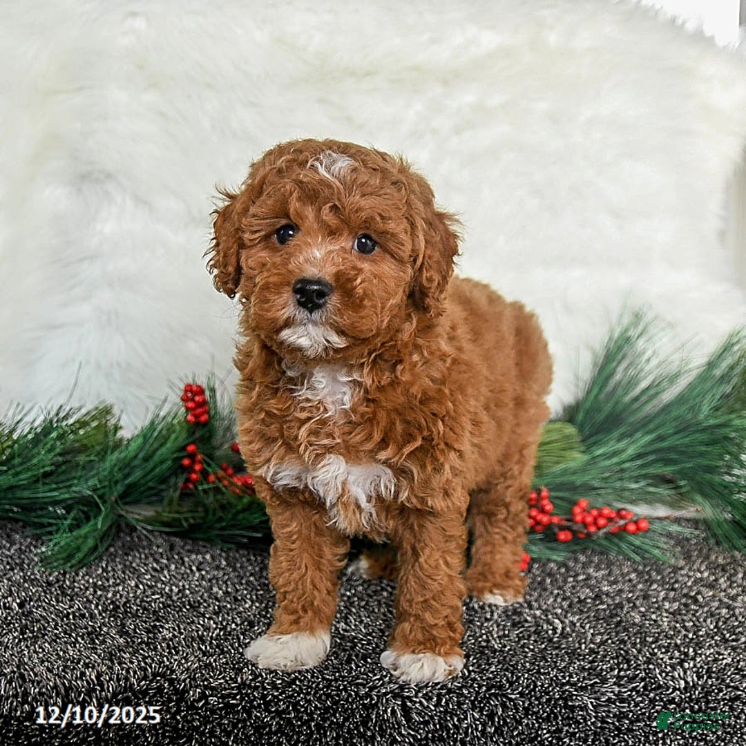 Toy Poodle dogs for sale: Rudolph - Ad 3