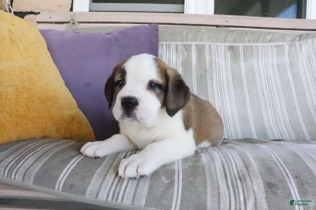 Saint Bernard dogs Mary - Ad 2
