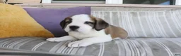 Saint Bernard dogs for sale: Mary - Ad 2