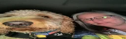 Double Doodle dogs for sale: River - F2 Double Doodle - Ad 39