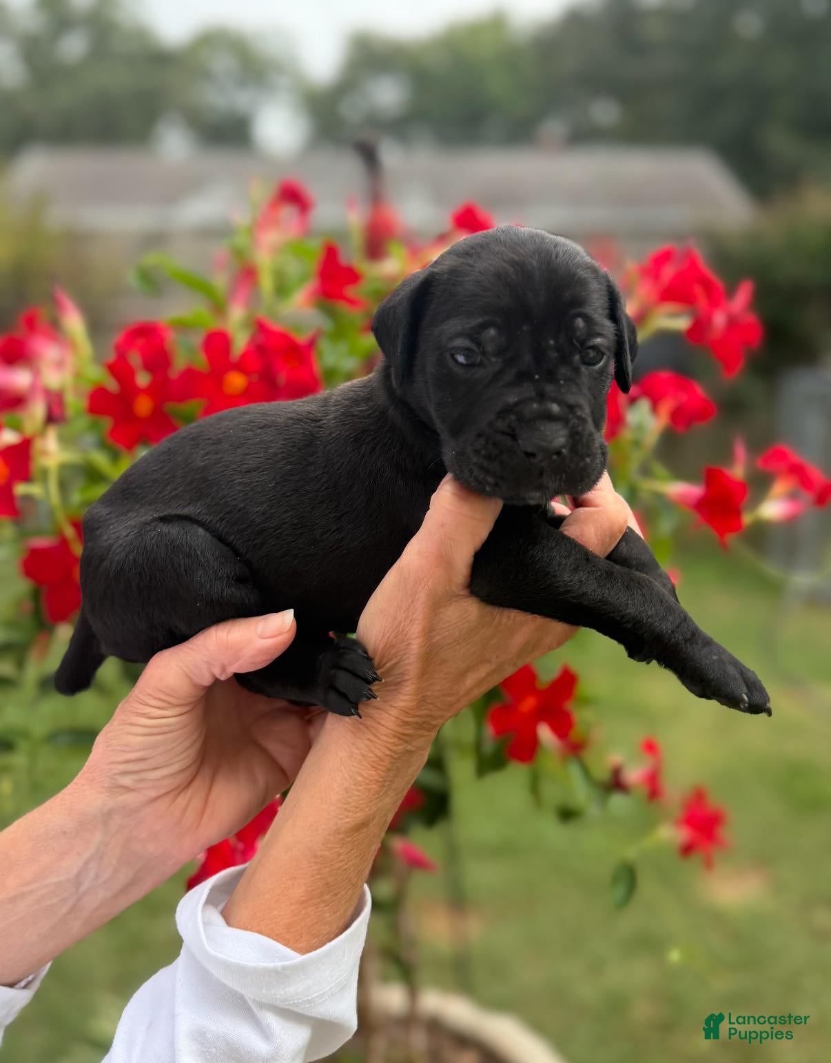Cane Corso dogs Cane Corso (Pink) - Ad 2